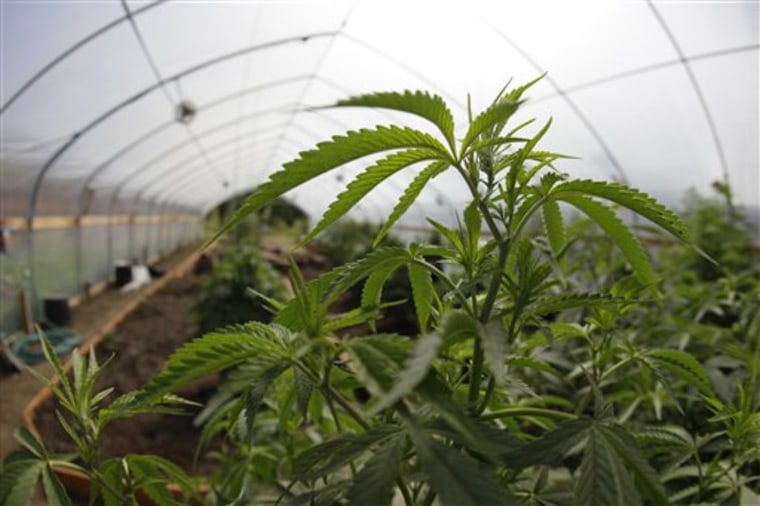 Marijuana grown for medical purposes is shown inside a greenhouse at a farm in Potter Valley, Calif.